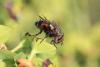 Gonia sp.